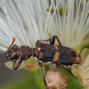 Eleale pulchra at Googong, NSW - 11 Nov 2024