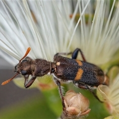 Eleale pulchra at Googong, NSW - 11 Nov 2024 12:12 PM