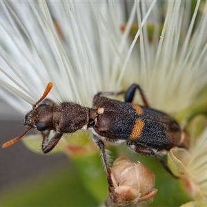 Eleale pulchra at Googong, NSW - 11 Nov 2024