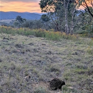 Tachyglossus aculeatus at Kambah, ACT - 23 Nov 2024