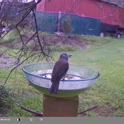 Colluricincla harmonica (Grey Shrikethrush) at Shark Creek, NSW - 21 Nov 2024 by Topwood