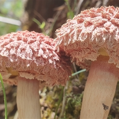 Boletellus sp. (Boletellus) at Tullymorgan, NSW - 26 Nov 2024 by Topwood