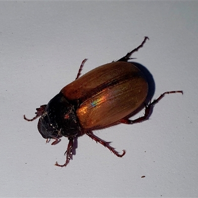 Melolonthinae (subfamily) (Cockchafer) at Tyndale, NSW - 26 Nov 2024 by Topwood