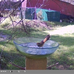 Rhipidura rufifrons (Rufous Fantail) at Shark Creek, NSW - 22 Nov 2024 by Topwood