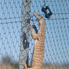 Varanus gouldii (Sand Goanna) at Tibooburra, NSW - 19 Nov 2024 by Darcy