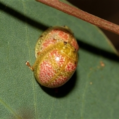 Paropsisterna fastidiosa at Denman Prospect, ACT - 25 Nov 2024