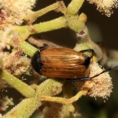 Phyllotocus rufipennis (Nectar scarab) at Denman Prospect, ACT - 25 Nov 2024 by AlisonMilton