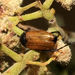 Phyllotocus rufipennis at Denman Prospect, ACT - 25 Nov 2024