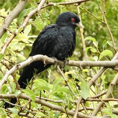 Eudynamys orientalis (Pacific Koel) at Aranda, ACT - 26 Nov 2024 by KMcCue