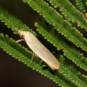 Telocharacta (genus) at Denman Prospect, ACT - 25 Nov 2024 04:45 PM