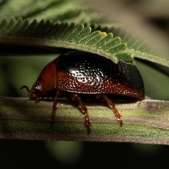 Dicranosterna immaculata (Acacia leaf beetle) at Denman Prospect, ACT - 25 Nov 2024 by AlisonMilton