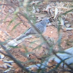 Geopelia placida (Peaceful Dove) at Tibooburra, NSW - 20 Nov 2024 by Darcy