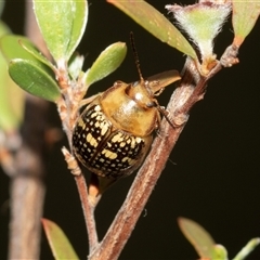 Paropsis pictipennis (Tea-tree button beetle) at Denman Prospect, ACT - 25 Nov 2024 by AlisonMilton