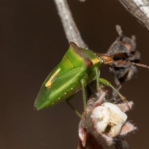 Cuspicona sp. (genus) at Denman Prospect, ACT - 25 Nov 2024 03:14 PM