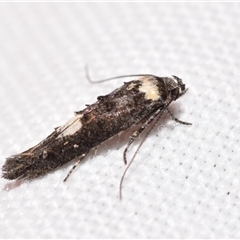 Leptozestis and Trachydora (genera) at Jerrabomberra, NSW - suppressed