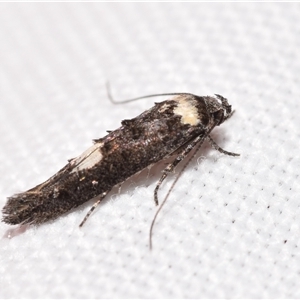 Leptozestis and Trachydora (genera) at Jerrabomberra, NSW - suppressed