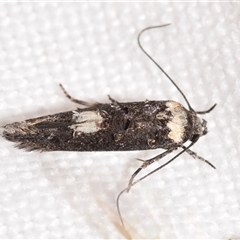 Leptozestis and Trachydora (genera) at Jerrabomberra, NSW - suppressed