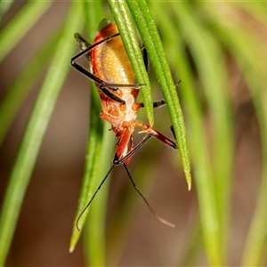 Gminatus australis at Denman Prospect, ACT - 25 Nov 2024 02:21 PM