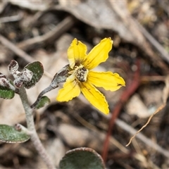 Goodenia hederacea subsp. hederacea (Ivy Goodenia, Forest Goodenia) at Denman Prospect, ACT - 25 Nov 2024 by AlisonMilton