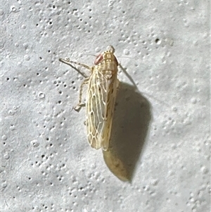 Maiestas vetus (A leafhopper) at Ainslie, ACT by Pirom