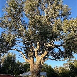 Eucalyptus camaldulensis at Mount Pleasant, SA by KMcCue