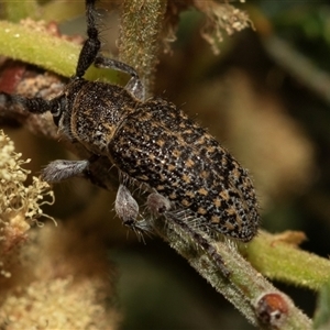 Ancita sp. (genus) at Denman Prospect, ACT - 25 Nov 2024