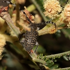 Ancita sp. (genus) at Denman Prospect, ACT - 25 Nov 2024 04:48 PM