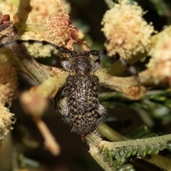 Ancita sp. (genus) at Denman Prospect, ACT - 25 Nov 2024