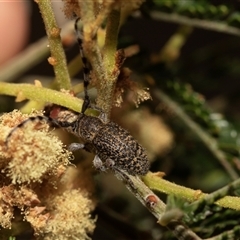 Ancita sp. (genus) at Denman Prospect, ACT - 25 Nov 2024