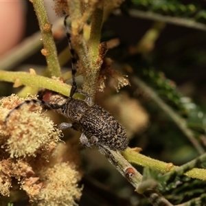 Ancita sp. (genus) at Denman Prospect, ACT - 25 Nov 2024 04:48 PM