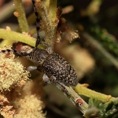 Ancita sp. (genus) at Denman Prospect, ACT - 25 Nov 2024 04:48 PM