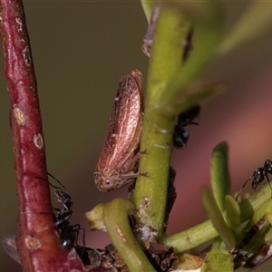 Katipo rubrivenosa at Denman Prospect, ACT - 25 Nov 2024 04:42 PM