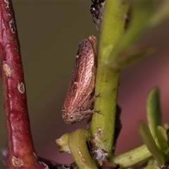 Katipo rubrivenosa at Denman Prospect, ACT - 25 Nov 2024 04:42 PM