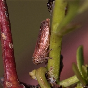 Katipo rubrivenosa at Denman Prospect, ACT - 25 Nov 2024 04:42 PM