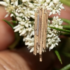 Clania lewinii & similar Casemoths (Parallel stick Case Moths) at Denman Prospect, ACT - 25 Nov 2024 by AlisonMilton