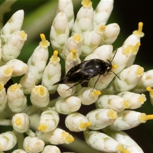 Mordella sp. (genus) at Denman Prospect, ACT - 25 Nov 2024