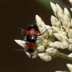 Dicranolaius bellulus (Red and Blue Pollen Beetle) at Denman Prospect, ACT - 25 Nov 2024 by AlisonMilton