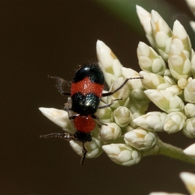 Dicranolaius cinctus (Notched-leg Red & Blue Flower Beetle) at Denman Prospect, ACT - 25 Nov 2024 by AlisonMilton