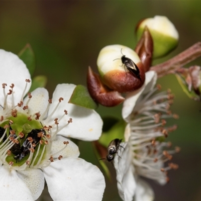 Mordella sp. (genus) (Pintail or tumbling flower beetle) at Denman Prospect, ACT - 25 Nov 2024 by AlisonMilton