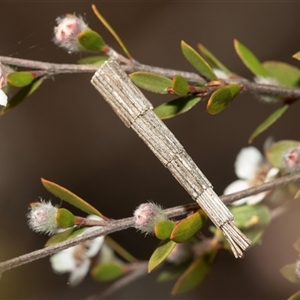 Lepidoscia arctiella at Denman Prospect, ACT - 25 Nov 2024