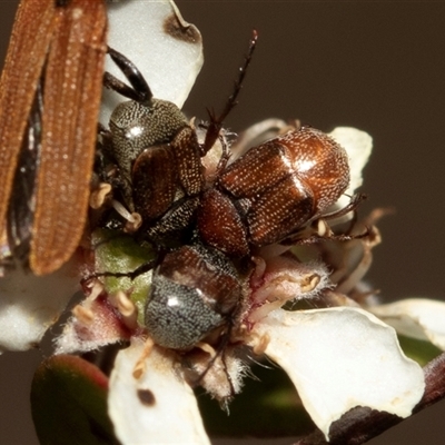 Microvalgus sp. (genus) (Flower scarab) at Denman Prospect, ACT - 25 Nov 2024 by AlisonMilton