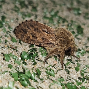 Oncopera rufobrunnea (Brown Corby) at Braidwood, NSW by MatthewFrawley