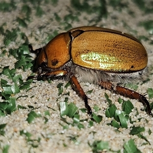 Anoplognathus suturalis at Braidwood, NSW - 26 Nov 2024