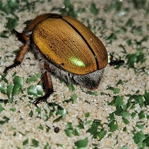 Anoplognathus suturalis at Braidwood, NSW - 26 Nov 2024