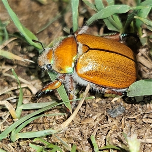 Anoplognathus hirsutus at Braidwood, NSW - 26 Nov 2024