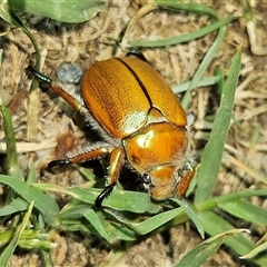 Anoplognathus hirsutus at Braidwood, NSW - 26 Nov 2024