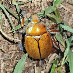 Anoplognathus hirsutus at Braidwood, NSW - 26 Nov 2024