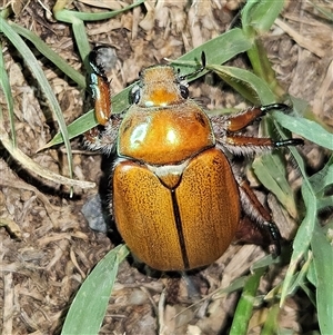 Anoplognathus hirsutus at Braidwood, NSW - 26 Nov 2024