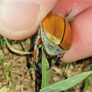 Anoplognathus hirsutus at Braidwood, NSW - 26 Nov 2024