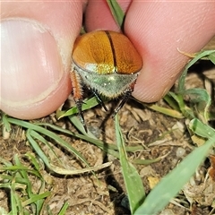 Anoplognathus hirsutus at Braidwood, NSW - 26 Nov 2024